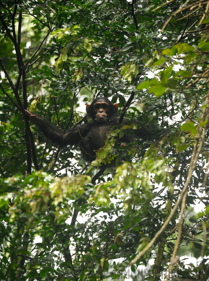 Pan troglodytes schweinfurthii [400 mm, 1/400 sec at f / 5.6, ISO 1600]